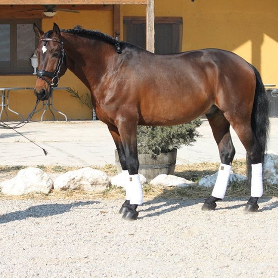 cuida a tu caballo zaragoza