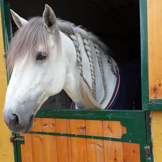 cuida a tu caballo zaragoza