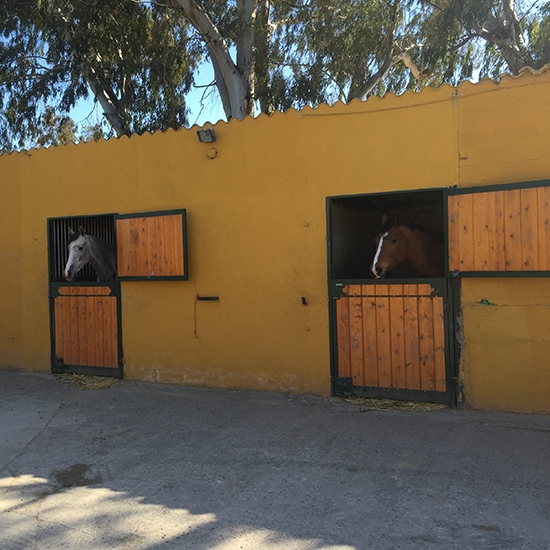 Pupilaje y Estabulación de Caballos - Paddocks y Boxes - Cuida a tu caballo Zaragoza