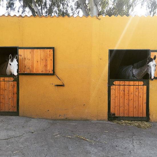 Pupilaje y Estabulación de Caballos - Paddocks y Boxes
